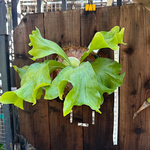 Platycerium hillii cv delight staghorn